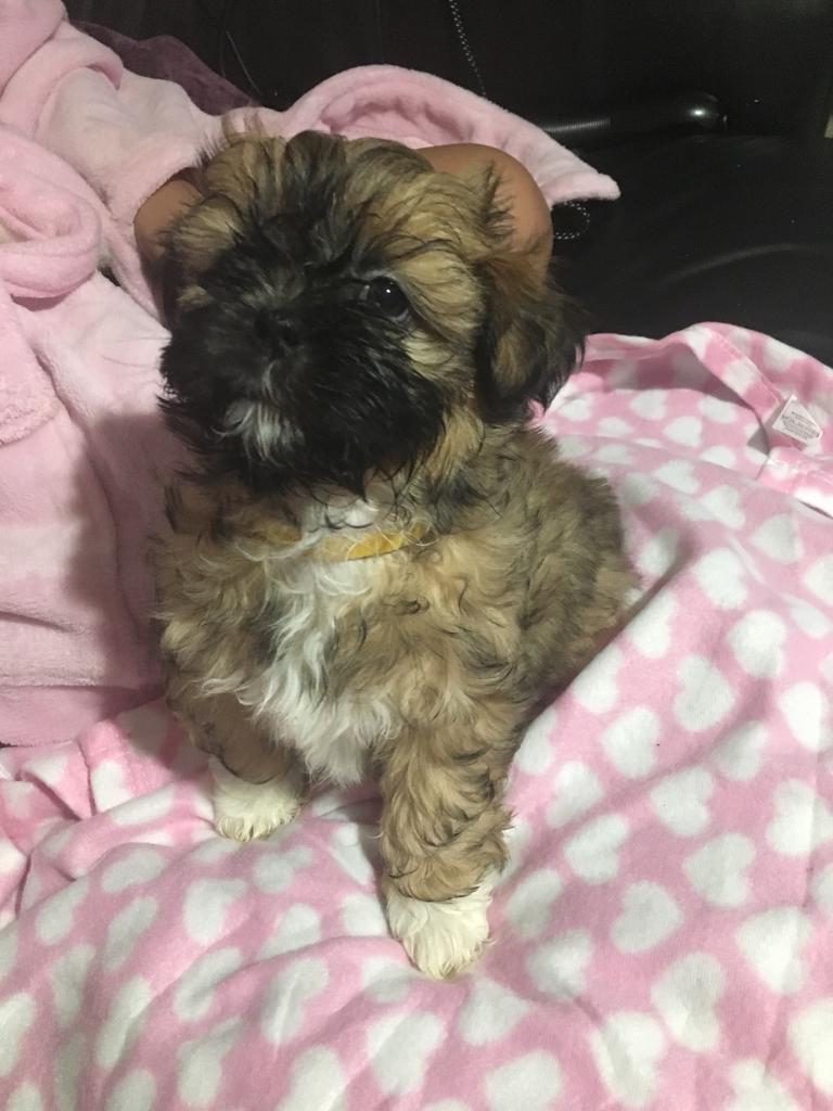 shih tzu for sale gumtree
